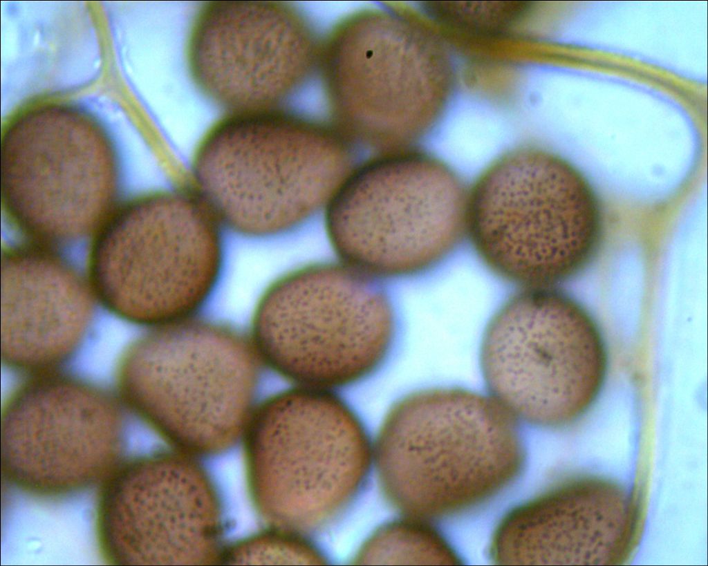 Lamproderma sp, Olympos